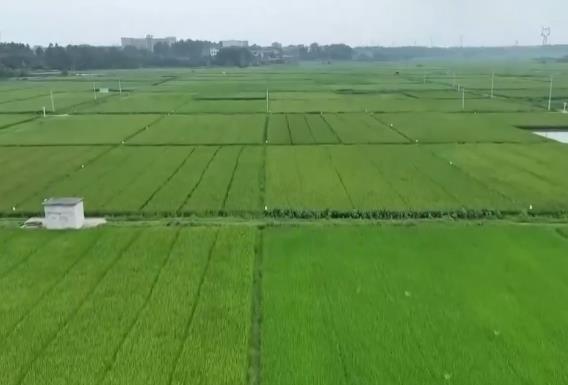 农业农村部组织开展强田管抗灾害夺秋粮丰收行动