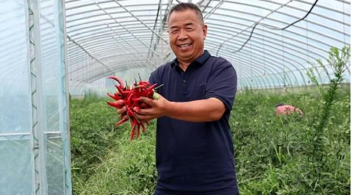 江苏省丰县师寨镇：“未摘先嫁” 订单种销让农户吃下“定心丸”