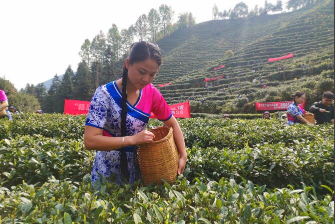 江西遂川：茶香传理论 技能富茶农