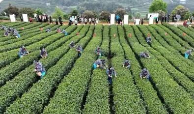 一片叶子的新赛道——重庆抹茶产业盘活百万亩茶园纪实
