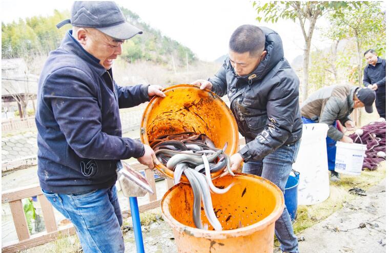 大山深处奏响养鳗序曲 安徽岳西鳗鱼产业链加速成形
