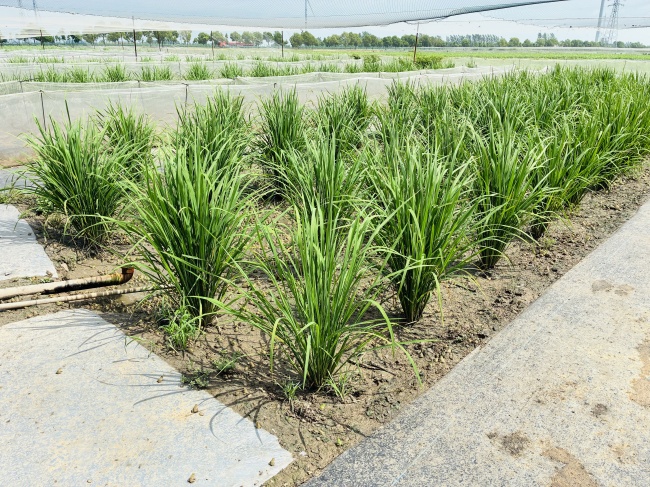 沃野育特色 蛙鸣助振兴