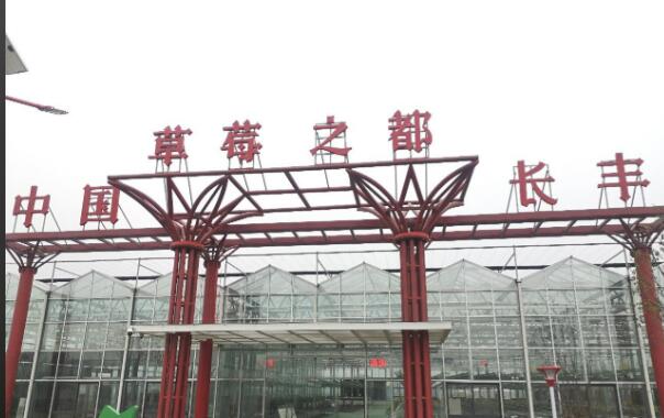 “农业保险+”赋能草莓育苗产业高质量发展