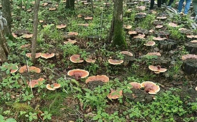 湖南汝城：林下种灵芝，开辟林场“自主造血”路