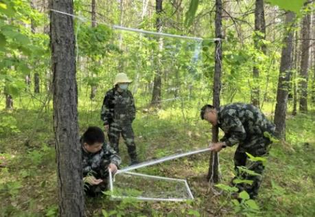 黑龙江省各地扎实推进林业有害生物防控 守护林海安全