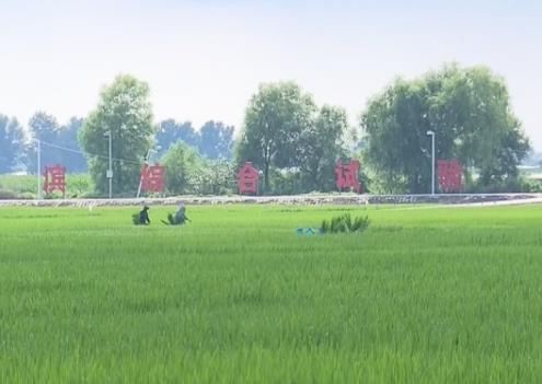 从“飞地粮仓”到合作育种 跨区域深度协作成为新趋势 共筑粮食安全网