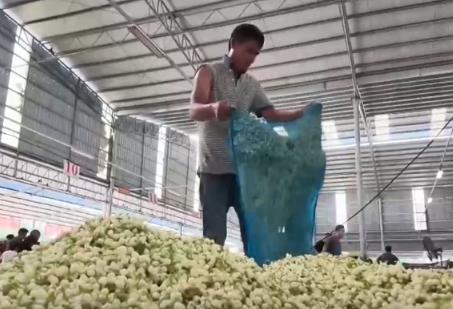 风雨过后，花香归来！比花香更动人的是花农不低头的那股劲儿