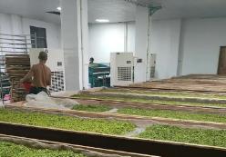 自用型、轻量化原叶茶成线上消费主流　我国茶叶市场加快向消费主导转型