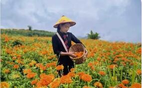 云南沧源：万寿菊花开正艳 “美丽产业”助农增收
