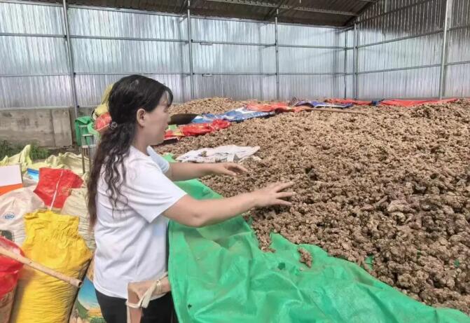 内蒙古扎赉特旗巴达尔胡镇：樟子林下药飘香 生态增收两不误
