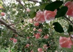 山西临猗早熟苹果亩均收益增五成