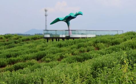 湖南常德临澧县大力发展林下经济 助力乡村振兴