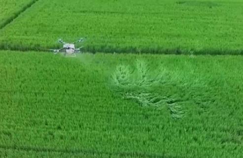 秋粮播种面积预计稳中略增 各地强化田管夯实丰收基础