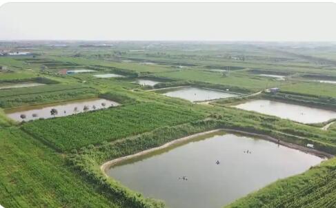 山东利津：在盐碱地上写下增产增收答卷