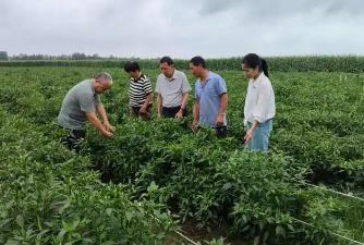 河南1.2万农技员下沉一线保障秋粮生产