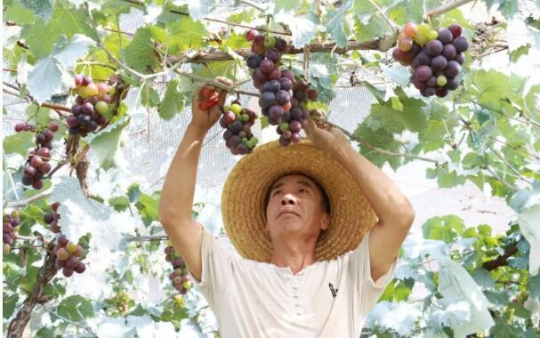 甜蜜值拉满！北京延庆张山营镇葡萄成熟时