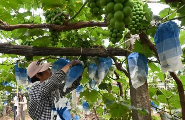 厚植生态底色赋能葡乡，探索绿色引领乡村振兴之路