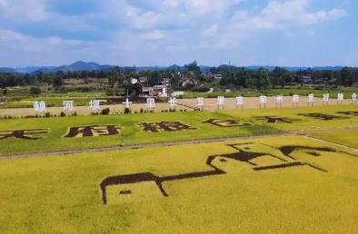 四川荣县秋收现场，种粮大户有了“新身份”
