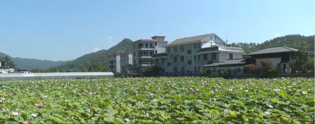 特色农业兴沃土 城郊乡村启新程