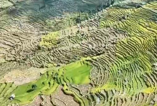 畅通山地梯田“空中物流线” 千年梯田秋收更高效、更省心