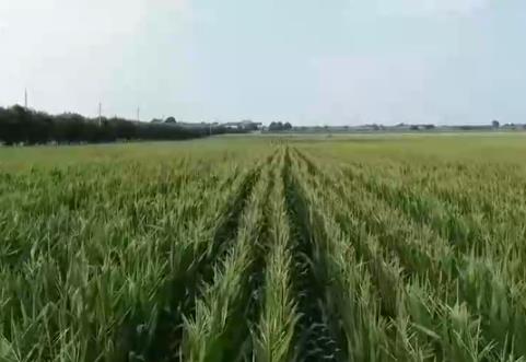 秋粮主产区打好田间管理“组合拳” 分类施策全力以赴确保粮食丰产归仓