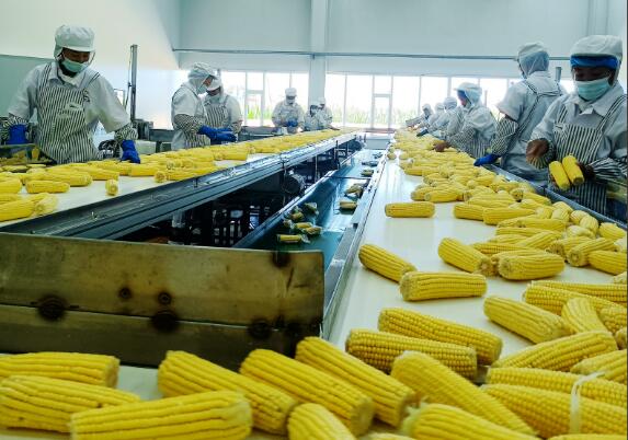 黑龙江甘南：寒地黑土“种”出百亿食品产业链