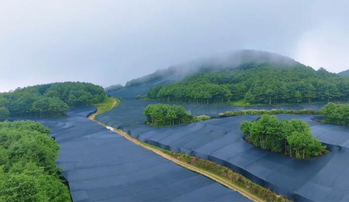 云南隆阳：山葵铺就振兴路 绿野生金富山乡
