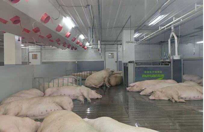 河南禽蛋产量由降转增 百姓餐桌更丰盛