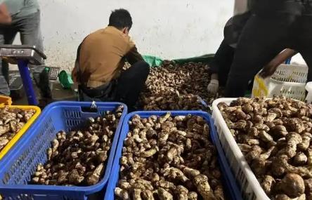 四川雅江：松茸凭啥卖出3个亿