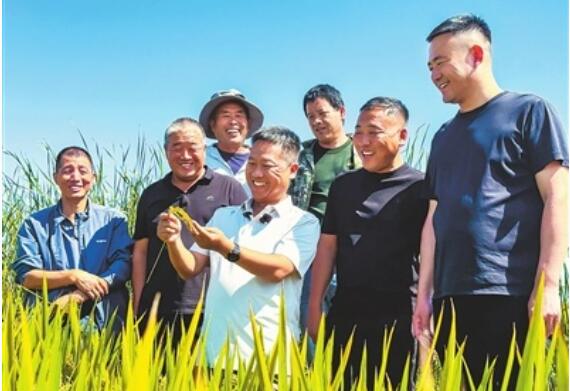 天津：良种良法润良田 小站稻迎来丰收季