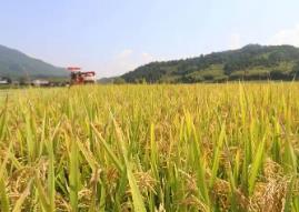 水稻通用“免疫盾牌”有了新发现