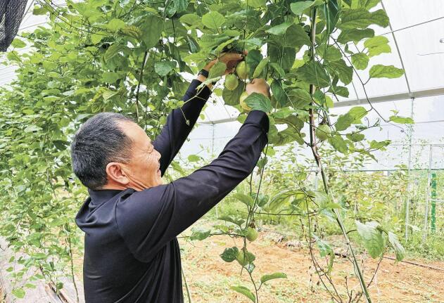 四川省内江市东兴区正子村：亩产值超5万元 百香果长成“致富果”