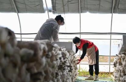 内蒙古乌兰浩特：食用菌产业助农增收促振兴