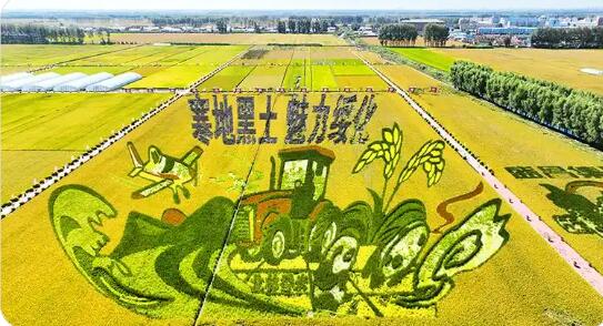 黑龙江：种业为“芯” 绘就现代农业活力画卷