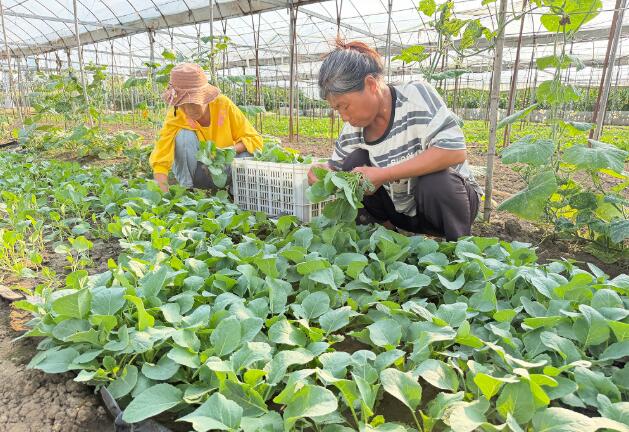 安徽亳州利辛望疃镇：花菜移栽正当时 产业铺就致富路
