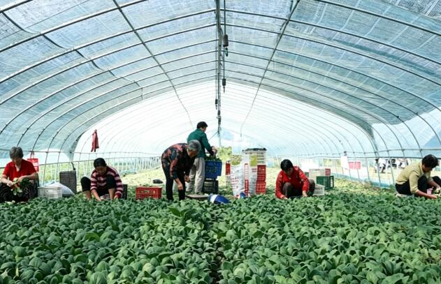 安徽涡阳：大棚蔬菜种出乡村振兴好“钱”景
