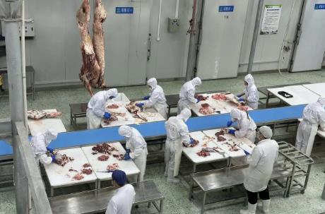 黑土地上的“链式跃迁”——黑龙江畜牧业高质量发展观察