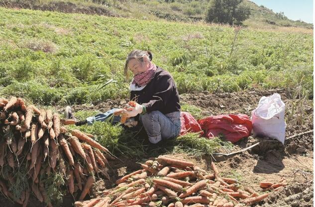 呼和浩特市赛罕区：有机胡萝卜撑起富民大产业