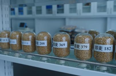 河南：农业科技创新助推粮食种业迈上新台阶