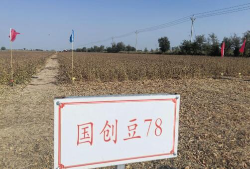 亩产404.85公斤！盐碱地亩产大豆新纪录诞生