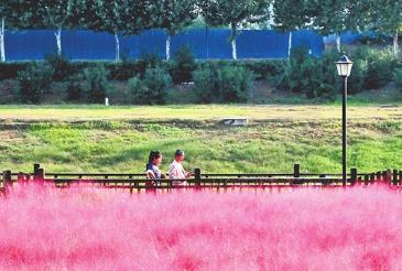 河南文旅 三朵花开