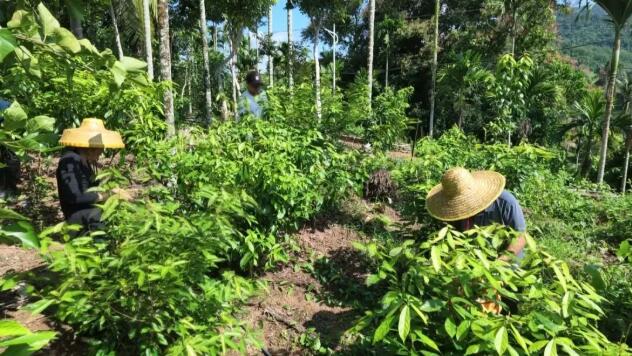 海南保亭新政镇什奋村深耕鹧鸪茶特色产业 小茶叶变身富民“金叶子”