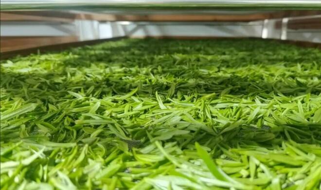 品牌出海 技术出新 文化出圈 浙江打造高标准抹茶原料基地