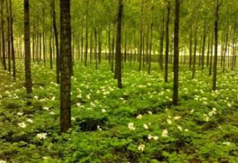 山西出台16条举措赋能林下经济高质量发展