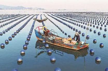 “中国鲍鱼之乡”耕海养“鲍”忙