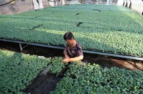 中国黄瓜之乡”河北馆陶10万亩黄瓜定植忙