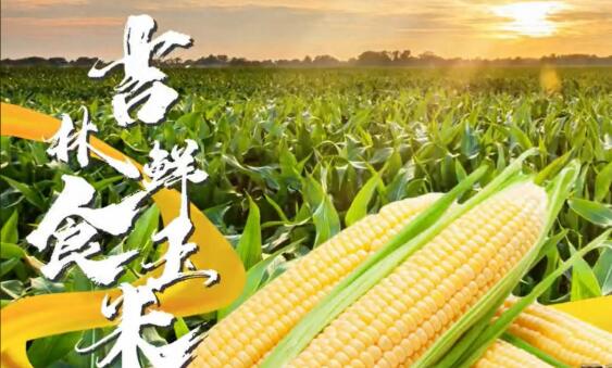 一穗糯玉米串起共富链 吉林公主岭打造鲜玉米多元化食品矩阵