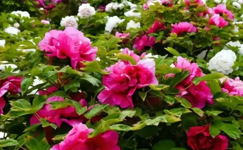 从赏花到全产业链开发 山东菏泽牡丹开出产业“新花”