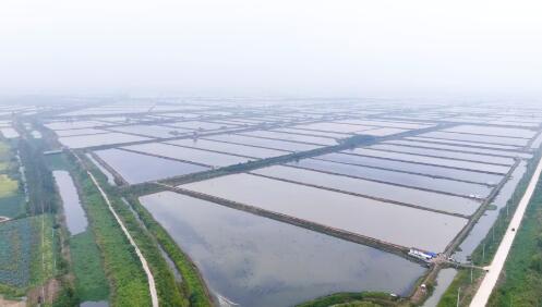 一只蟹“链”通共富路——湖北汉川南河乡河蟹产业发展探访
