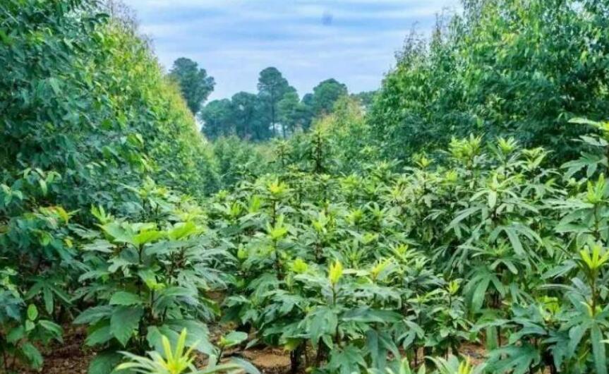 广西：深耕林下沃土 点绿铸就金山